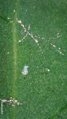 Breynia oblongifolia