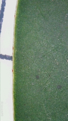 Breynia oblongifolia