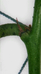 Breynia oblongifolia