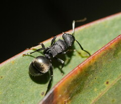 Polyrhachis phryne