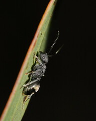 Polyrhachis phryne