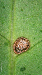 Breynia oblongifolia