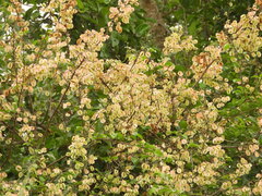 Combretum microphyllum