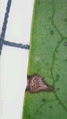 Breynia oblongifolia