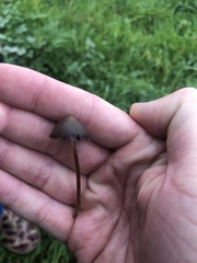 Psilocybe semilanceata