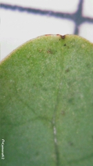 Breynia oblongifolia