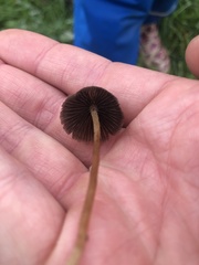 Psilocybe semilanceata