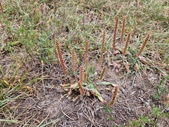 Plantago australis