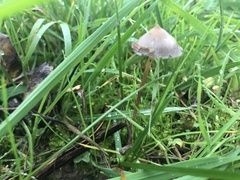 Psilocybe semilanceata