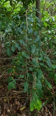 Breynia oblongifolia