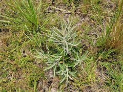 Pterocaulon