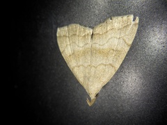 Herminia arenosa