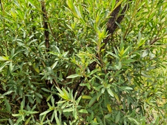 Baccharis