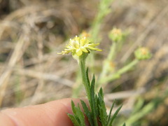 Osteospermum muricatum