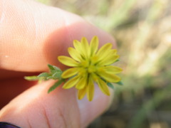 Osteospermum muricatum