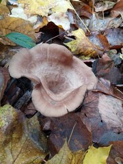 Pseudoclitocybe