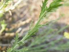 Osteospermum muricatum