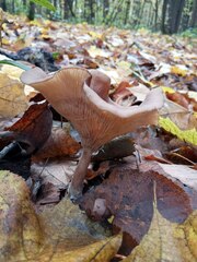 Pseudoclitocybe