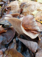 Pseudoclitocybe