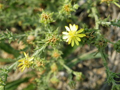 Osteospermum muricatum
