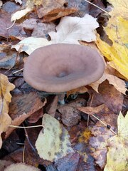 Pseudoclitocybe