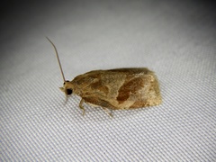 Archips nigricaudana