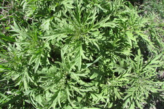 Urtica cannabina
