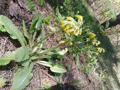 Primula veris macrocalyx