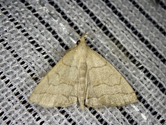 Herminia arenosa