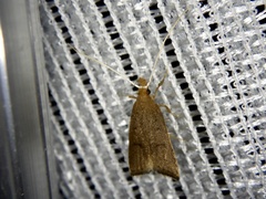 Lecitholaxa thiodora