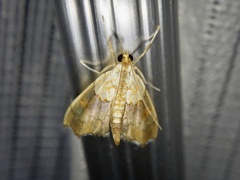 Agrotera nemoralis