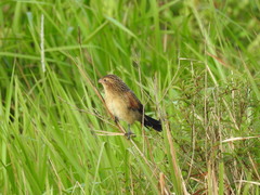 Centropus bengalensis