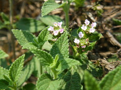Lantana rugosa