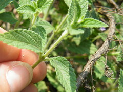 Lantana rugosa
