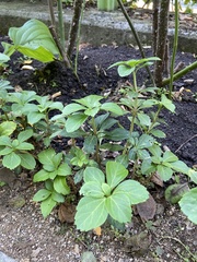 Pachysandra