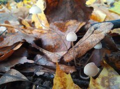 Mycena filopes