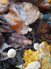 Mycena filopes