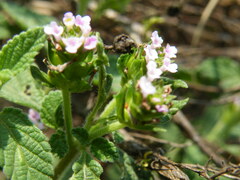 Lantana rugosa