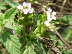 Lantana rugosa
