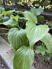 Cornus officinalis