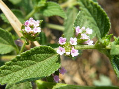 Lantana rugosa