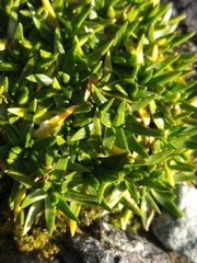 Colobanthus quitensis