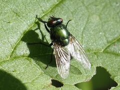 Neomyia cornicina