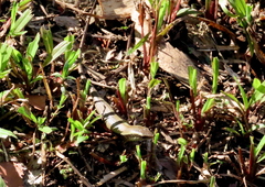 Eutropis multifasciata