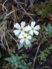 Primula magellanica