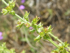 Salvia runcinata