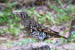 Zoothera aurea