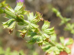 Salvia runcinata