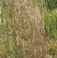 Andropogon lateralis