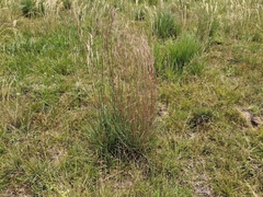 Andropogon lateralis